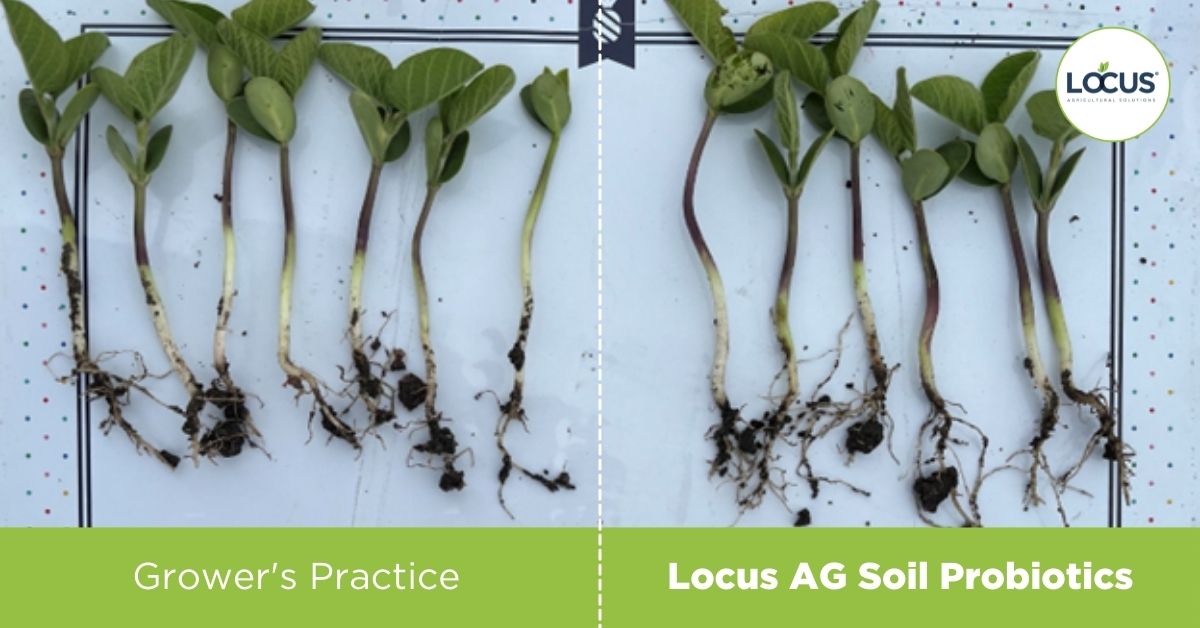 Locus AG_Crop Comparison Soybeans Double Cropping