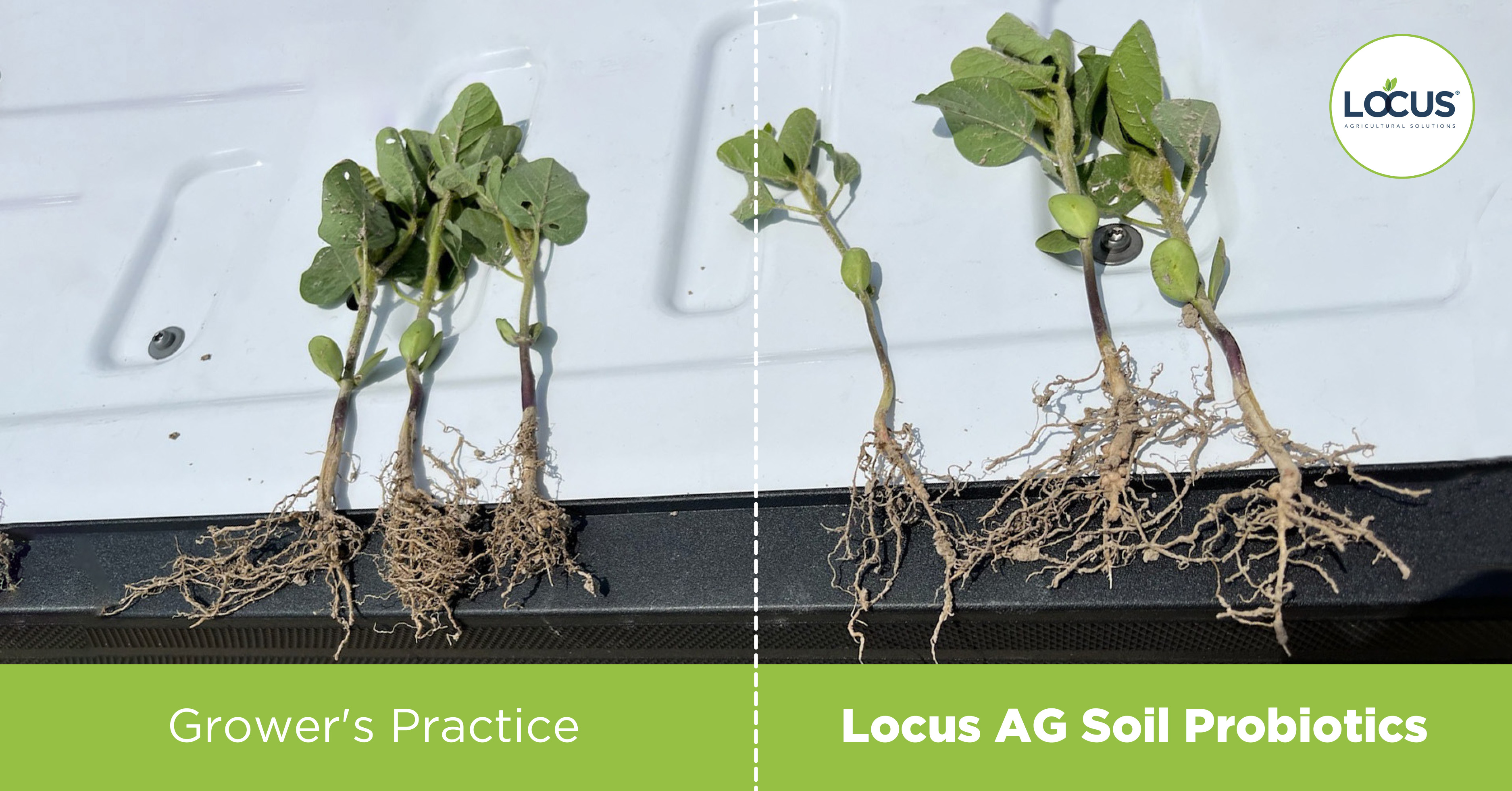 Locus AG_Crop Comparisons